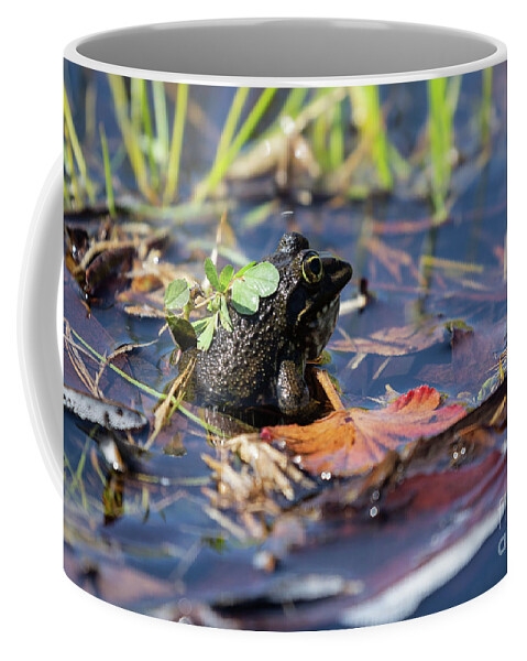 Cape River Frog Coffee Mug featuring the photograph Cape River Frog at Harold Porter Botanical Garden by Eva Lechner