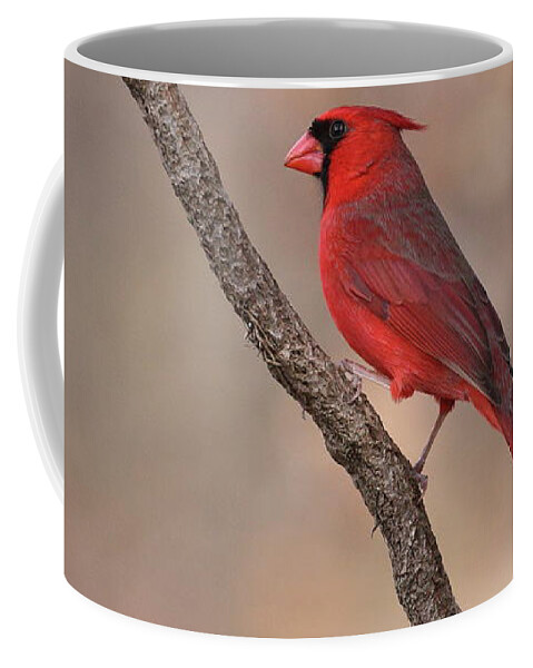 Northern Cardinal Coffee Mug featuring the photograph Cardinal 3128 by John Moyer