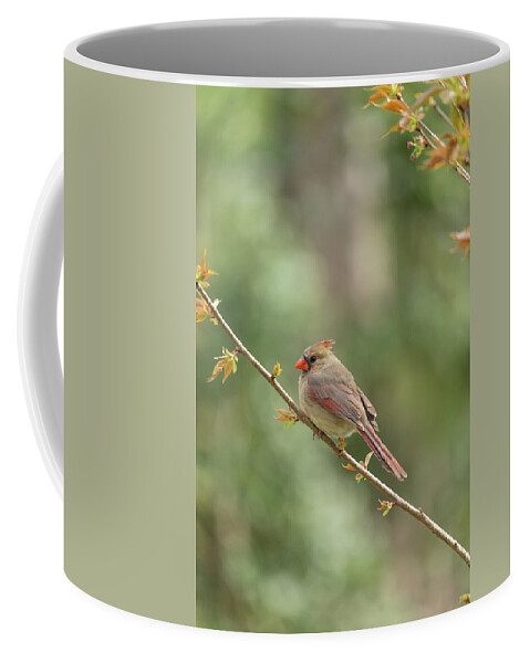 Cardinal Coffee Mug featuring the photograph Cardinal in Spring by Rachel Morrison