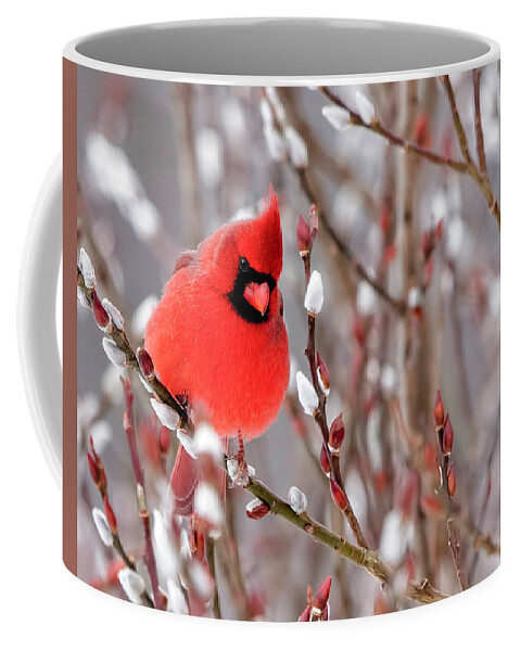 Northern Cardinal Coffee Mug featuring the photograph Cardinal in the Winter by Deborah Penland