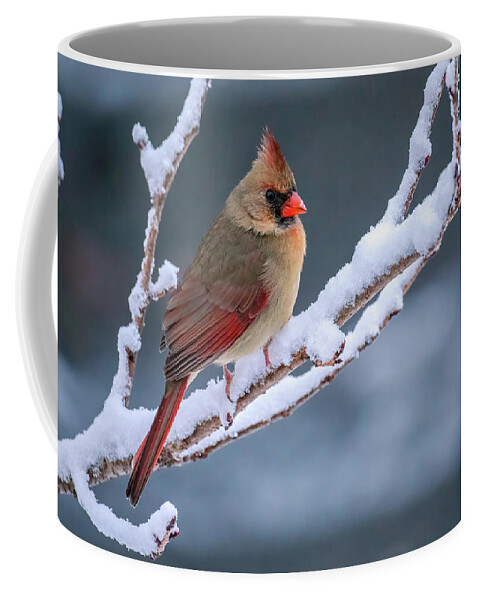 Cardinalis Cardinalis Coffee Mug featuring the photograph Cardinal on a Snowy Winter Late Afternoon by Rachel Morrison