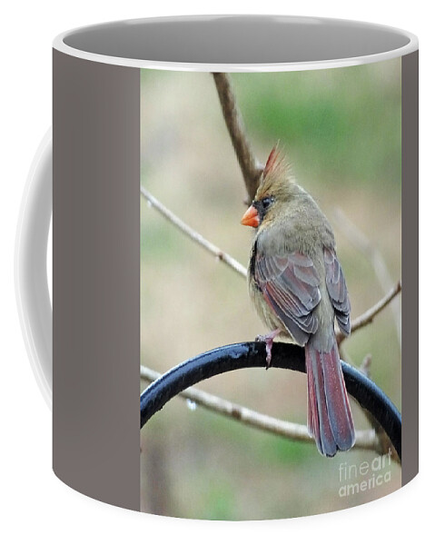  Coffee Mug featuring the photograph Cardinal76 by Lizi Beard-Ward