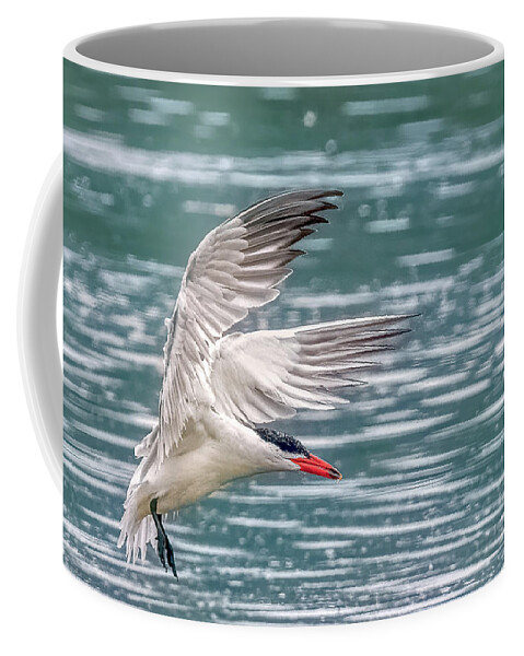 Caspian Tern Coffee Mug featuring the photograph Caspian Tern by Timothy Anable