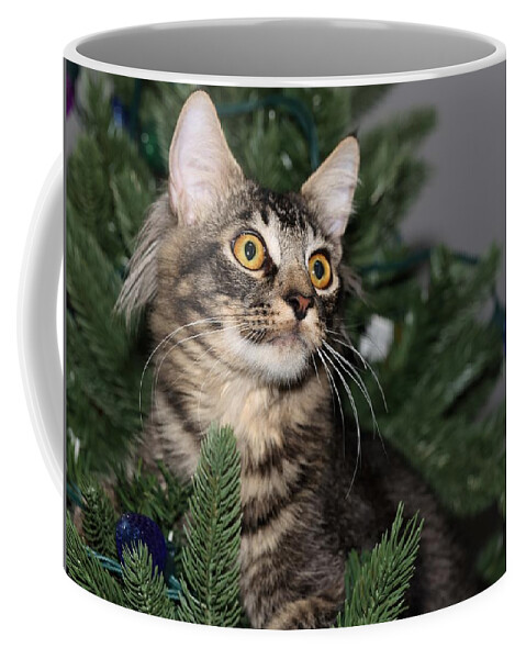 Maine Coon Coffee Mug featuring the photograph Cat in a Christmas Tree by Mingming Jiang