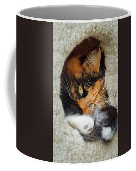 Cat Coffee Mug featuring the photograph Cat in the House by Rick Deacon