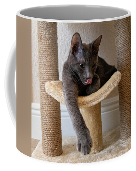 Cat Coffee Mug featuring the photograph Cat Russian Blue by Dart Humeston