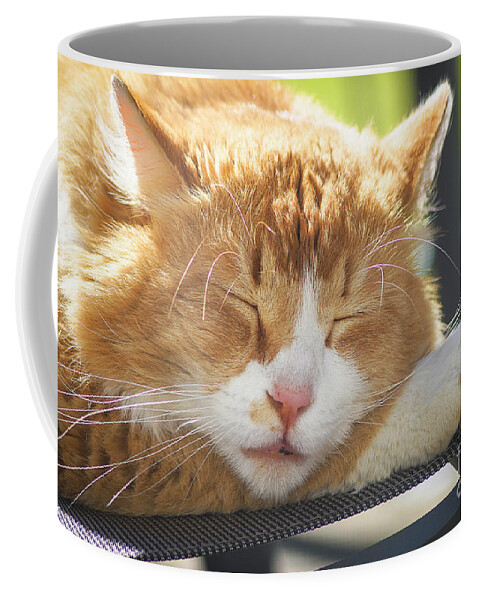 Animal Coffee Mug featuring the photograph Cat Taking A Nap by Claudia Zahnd-Prezioso