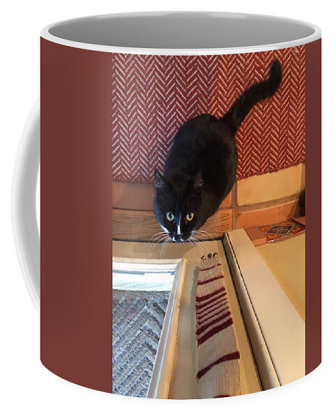 Cat Coffee Mug featuring the photograph Cat Watching Invisible Mouse on Ceiling by Calvin Boyer