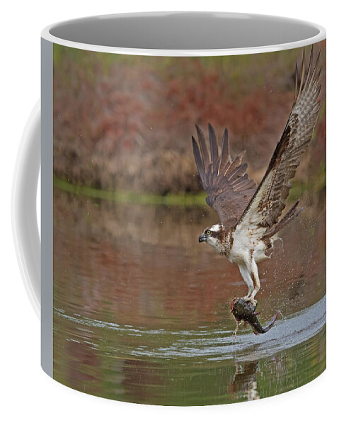 Catfish Coffee Mug featuring the photograph Catfish For Dinner by CR Courson