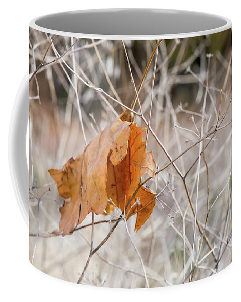 Autumn Coffee Mug featuring the photograph Caught in a Trap by Toni Hopper