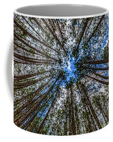 Higgins Lake Coffee Mug featuring the photograph CCC Pines Lookup by Joe Holley