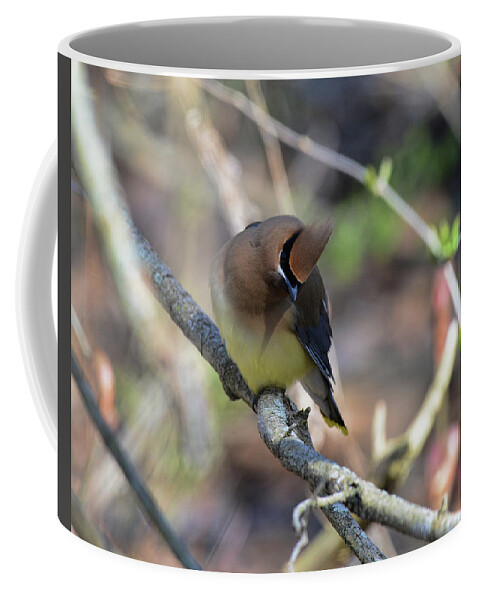  Coffee Mug featuring the photograph Cedar Waxwing 6 by David Armstrong