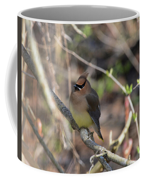 Coffee Mug featuring the photograph Cedar Waxwing 7 by David Armstrong