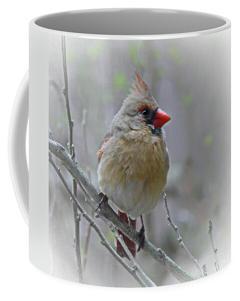 Cardinal Coffee Mug featuring the photograph Charming Cardinal Female by Lyuba Filatova