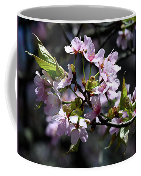 Cherry Coffee Mug featuring the photograph Cherry Blossom by Steven Nelson