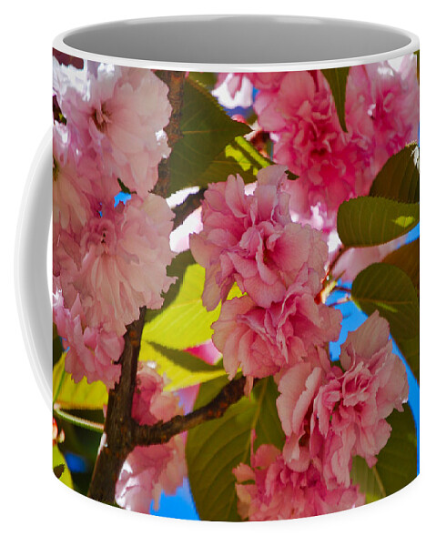 Nature Coffee Mug featuring the photograph Cherry Blossom Time by Judy Cuddehe