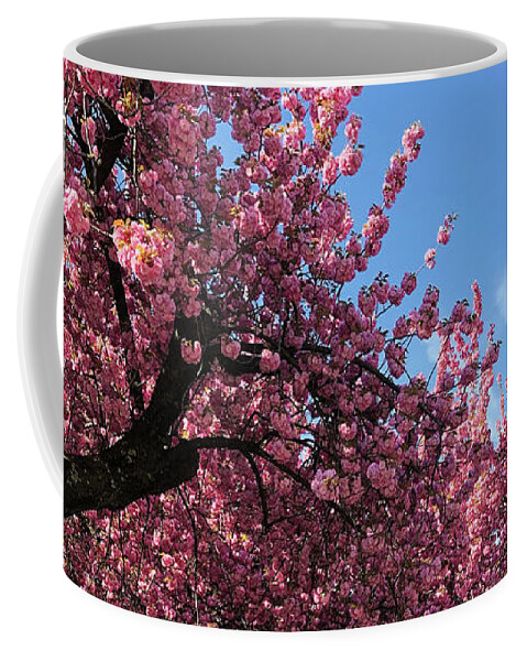 Cherry Blossoms Coffee Mug featuring the photograph Cherry Blossoms - Blue in the Pink - Floral Gift Idea by Onedayoneimage Photography