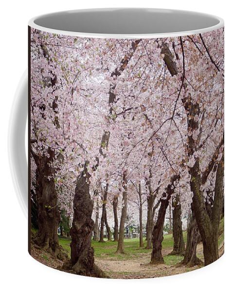 Cherry Trees Coffee Mug featuring the photograph Cherry Blossoms by Denise Benson
