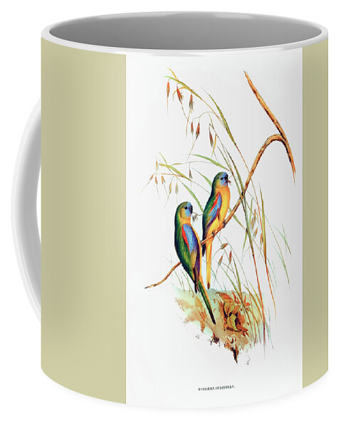Nature Coffee Mug featuring the drawing Chestnut-shouldered Grass-Parakeet by Elizabeth Gould