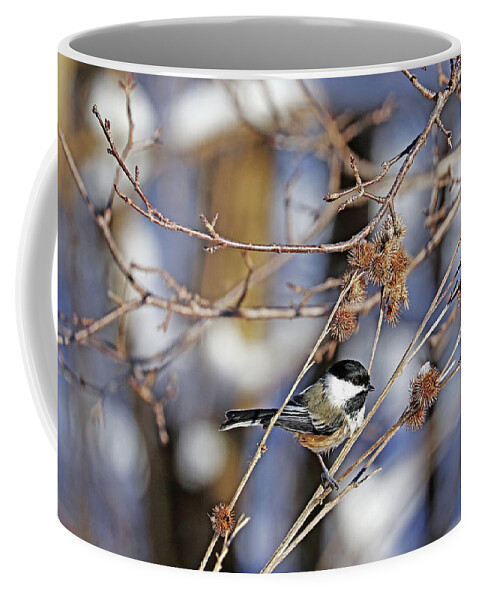 Chickadee Coffee Mug featuring the photograph Chickadee And Burrs by Debbie Oppermann