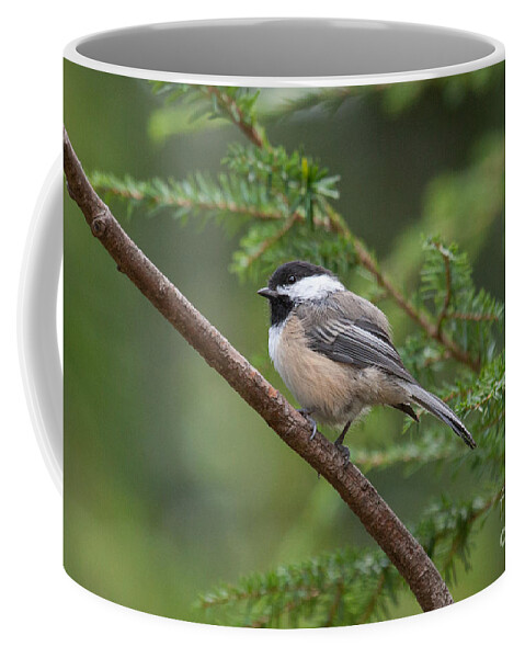 Chickadee Coffee Mug featuring the photograph Chickadee in the Pines by Jayne Carney