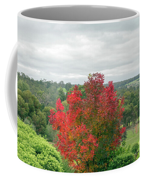 Chinese Pistachio Coffee Mug featuring the photograph Chinese Pistachio 3 by Elaine Teague