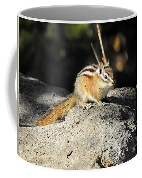 Chipmunk Coffee Mug featuring the photograph Chipmunk by Nicola Finch