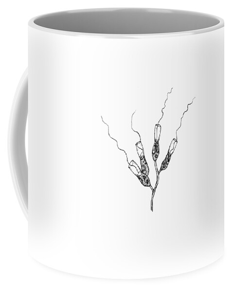 Protozoa Coffee Mug featuring the drawing Choanoflagellates by Kate Solbakk