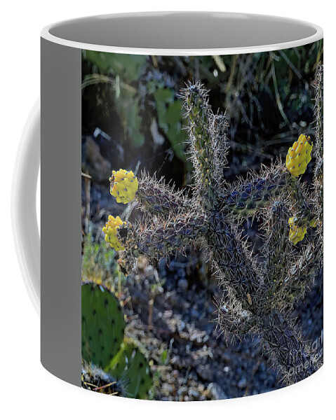 Jon Burch Coffee Mug featuring the photograph Cholla Cactus Blossoms by Jon Burch Photography