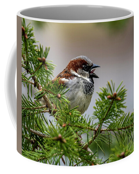 Bird Coffee Mug featuring the photograph Chirp by Cathy Kovarik