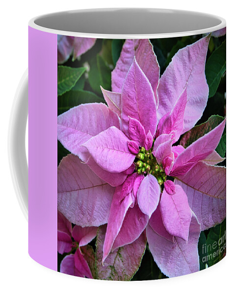 Holiday Coffee Mug featuring the photograph Christmas Poinsettia by Amy Dundon