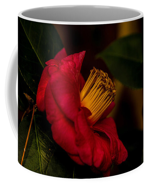 Christmas Rose Print Coffee Mug featuring the photograph Christmas Rose by John Harding