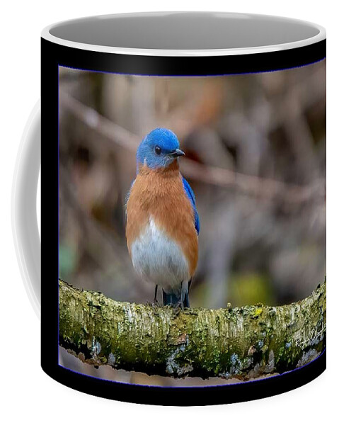Bird Coffee Mug featuring the photograph Chubby Bluebird by Regina Muscarella