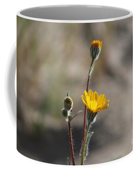 Desert Oasis Coffee Mug featuring the photograph Closeup of Desert Sunflowers Coachella Valley Wildlife Preserve by Colleen Cornelius
