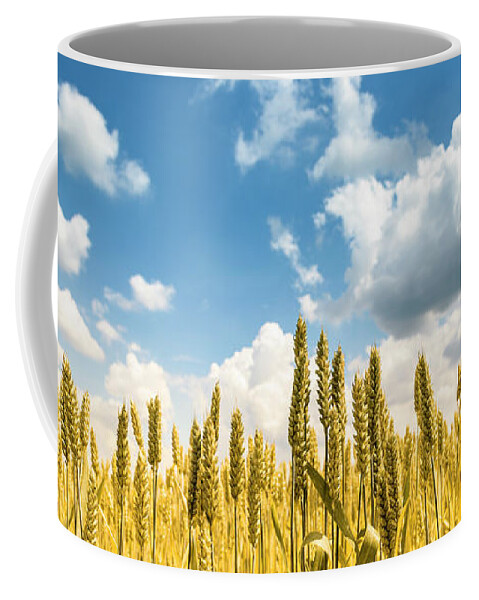 Wheat Coffee Mug featuring the photograph Closeup of golden wheat ears in field in summer season by Jelena Jovanovic