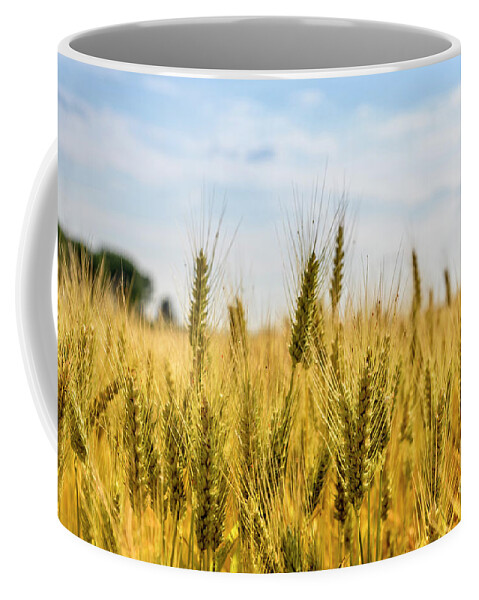 Wheat Coffee Mug featuring the photograph Closeup of golden wheat ears in field. by Jelena Jovanovic