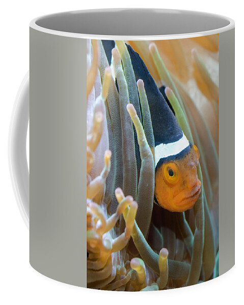 Clownfish Coffee Mug featuring the photograph Clownfish Hiding in Anemones by WAZgriffin Digital