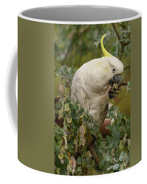 Wildlife Coffee Mug featuring the photograph Cockatoo 10 by Werner Padarin