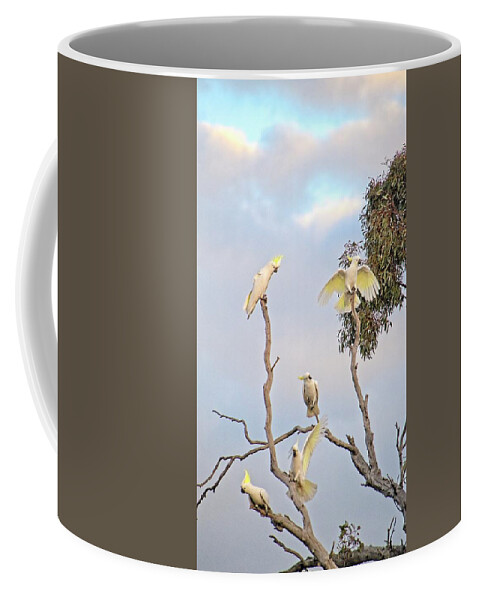 Australia Coffee Mug featuring the photograph Cockatoos 3- Canberra - Australia by Steven Ralser