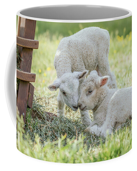 Sheep Coffee Mug featuring the photograph Colonial Lambs Nuzzle Noses by Rachel Morrison