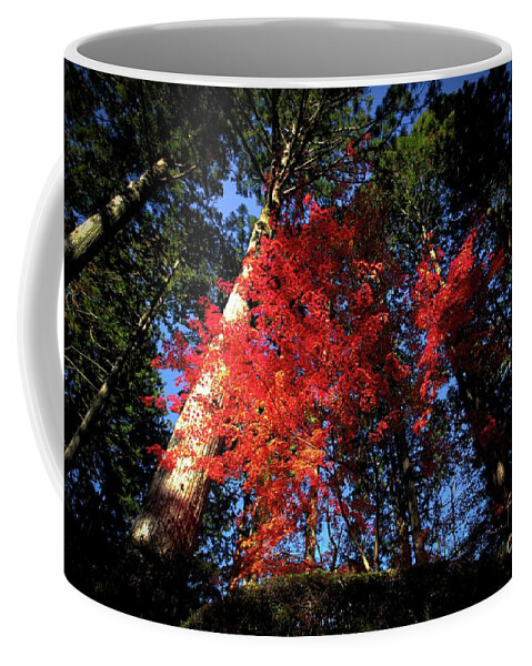 Naturephotography Nature Autumnleaves Trees Coffee Mug featuring the photograph Color 312 by Fine art photographer Julie