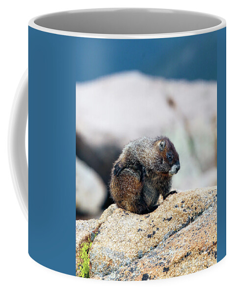 Marmot Coffee Mug featuring the photograph Colorado Marmot by Shirley Dutchkowski