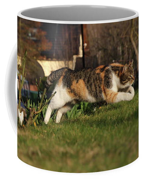 Liza Coffee Mug featuring the photograph Colored domestic cat jumps over bed of roses by Vaclav Sonnek