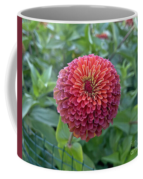 Pink Coffee Mug featuring the photograph Colorful Zinnia 1074 by Jack Schultz