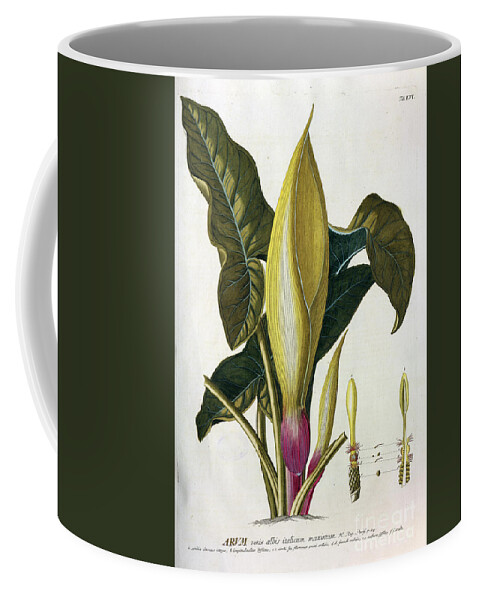 Flowering Coffee Mug featuring the photograph Coloured Copperplate engraving n11 by Botany