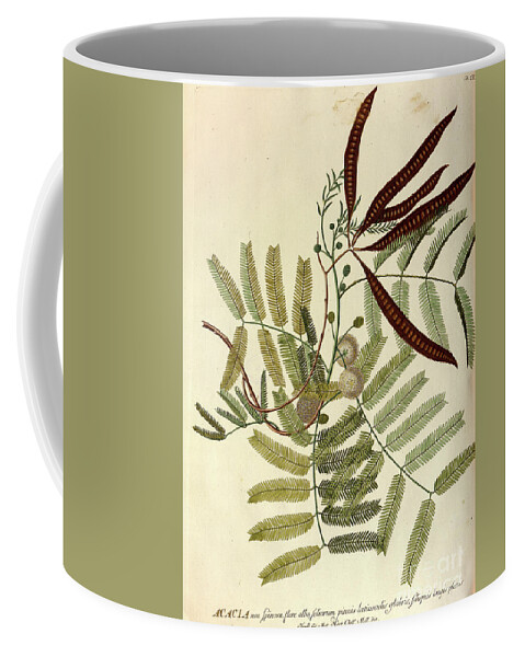 Acaciam Tree Coffee Mug featuring the photograph Coloured Copperplate engraving o37 by Botany