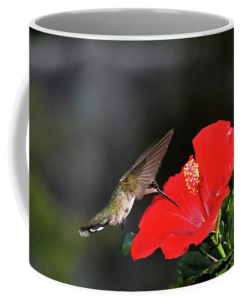 Hummingbird Coffee Mug featuring the photograph Coming in For a Landing by Robert Camp