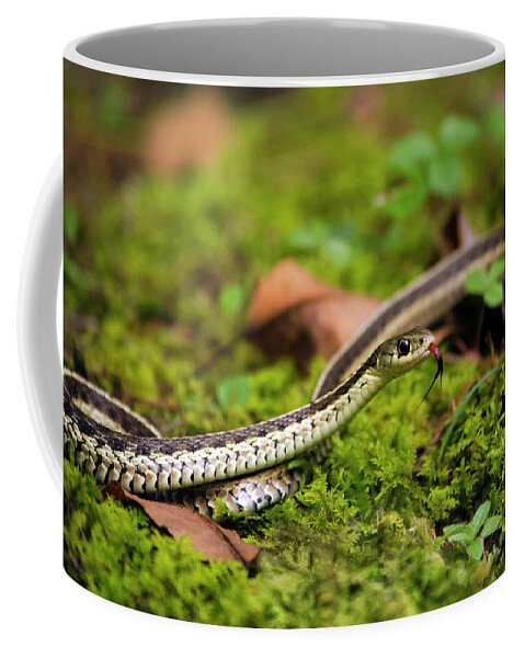 Snake Coffee Mug featuring the photograph Common Garter Snake by Christina Rollo