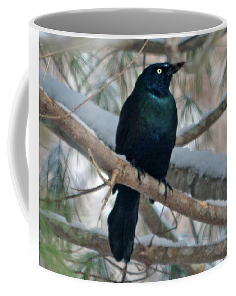 Bird Coffee Mug featuring the photograph Common Grackle by Dianne Morgado