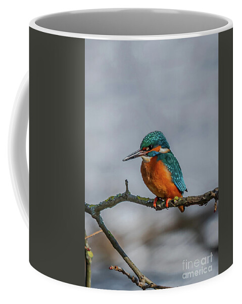 Kingfisher Coffee Mug featuring the photograph Common Kingfisher, Acedo Atthis, Sits On Tree Branch Watching For Fish by Andreas Berthold